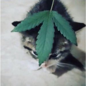 Meet your Posher, Aydin